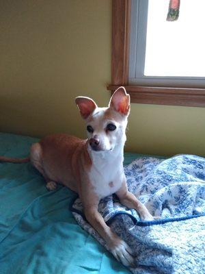 My handsome boy, Sparkie.