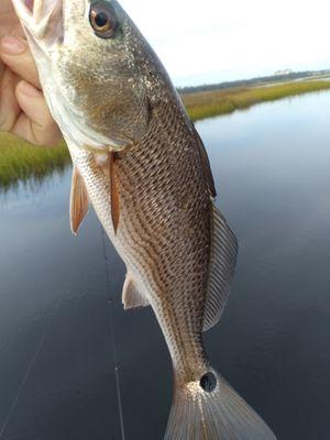 Daytripper Marine Services