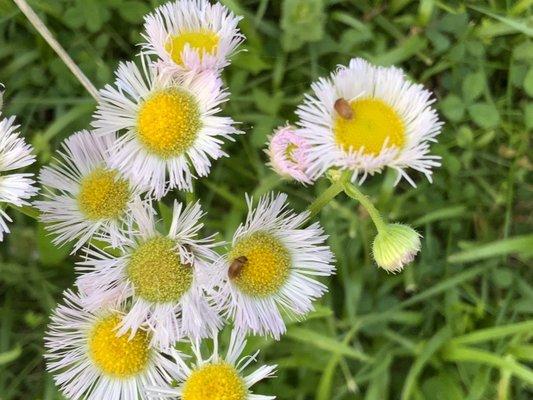 Taylor Fork Ecological Area