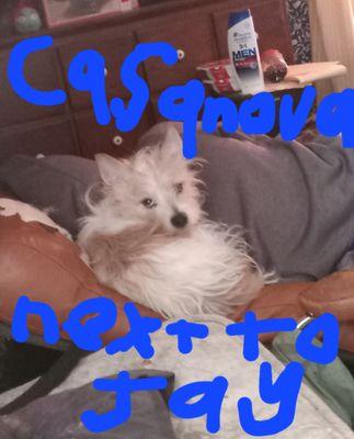 Casanova Pet Sitting and Dog Walking