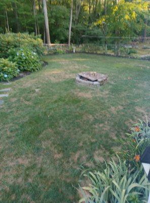 Back side of yard where the technician never applied products.