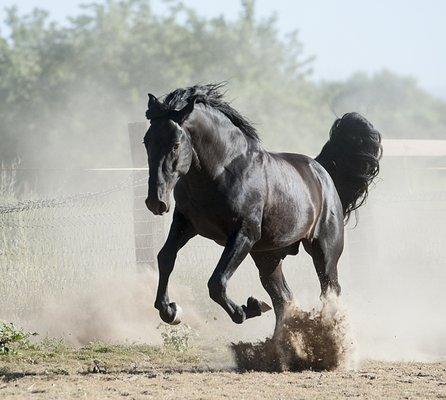Hallelujah Horse Ranch