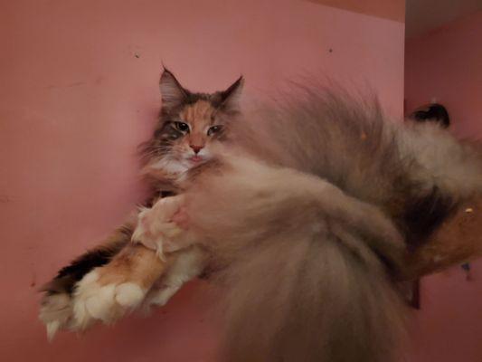 Just woke up in her tree with an amazing blep.