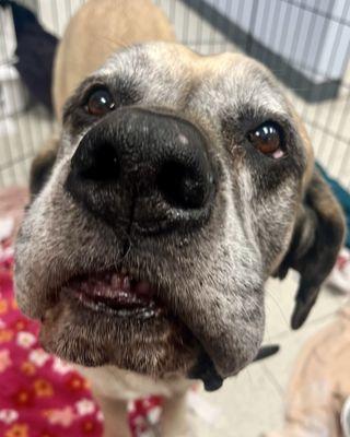 Cross Timbers Animal Medical Center