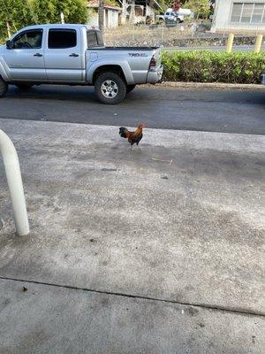 Gasoline chicken