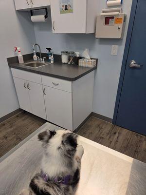 Family Paws Veterinary