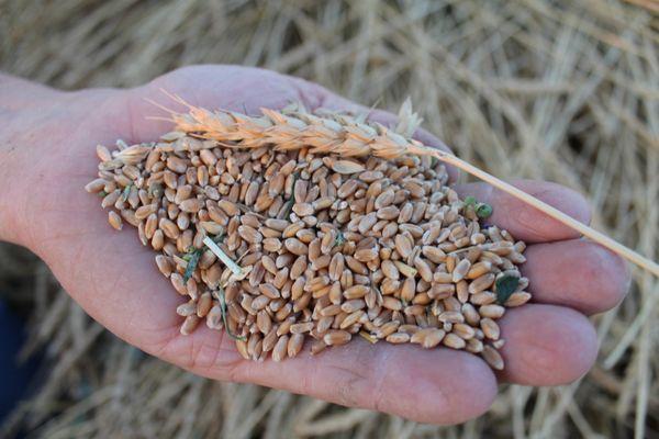 Red Fife wheat harvest