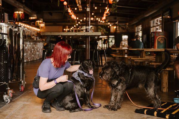 Canine Pawrtners Dog Training