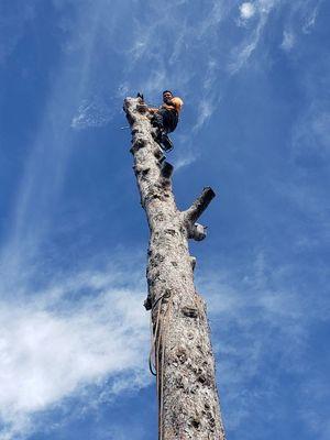 Maricelas Tree Trimming & Landscape