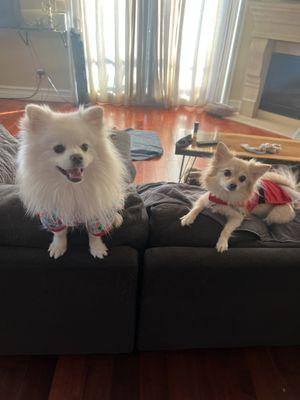 Barbara's Dog Grooming