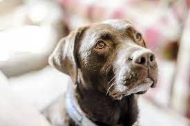 Second Chance Dog Training