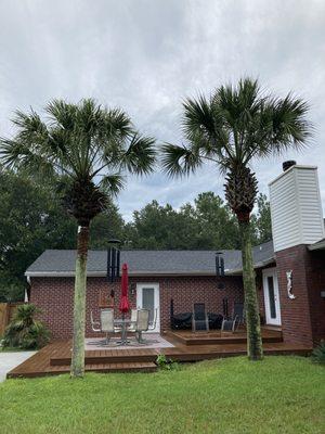 Specialized Palm And Tree Care