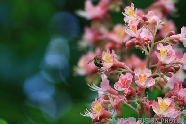 Raptor Vision Photography