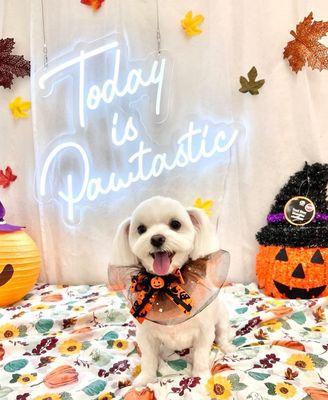 OC Pawtastic Grooming