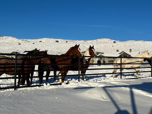 5 Rail 440 Fence - Heber City, UT