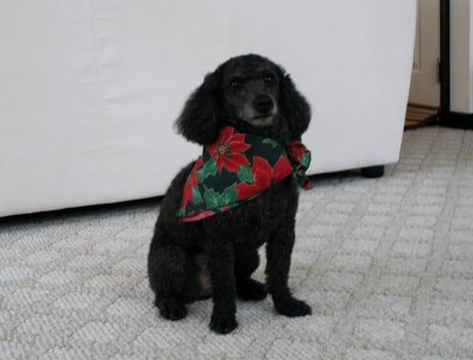 Big Pawz Pet Salon & Day Spa