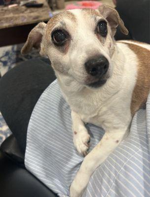 Oradell Veterinary Group Of Hasbrouck Heights