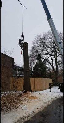 HotShot Tree Service