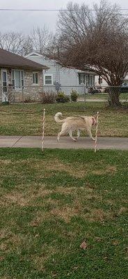 White Elephant Vendors Market