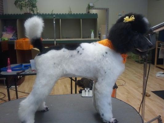 Classypups Pet Grooming