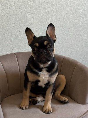 Beautiful Beards Pet spaw