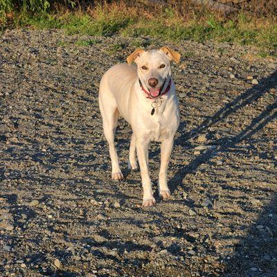 Off Leash Area Edmonds