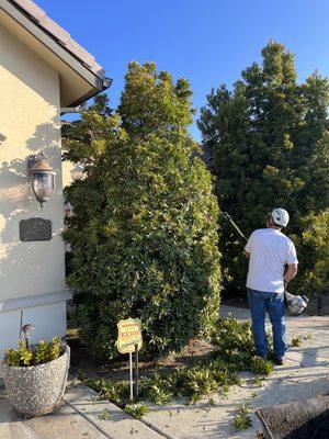 Trimming bushes