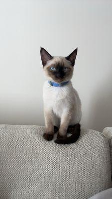 The Little Lion Foundation