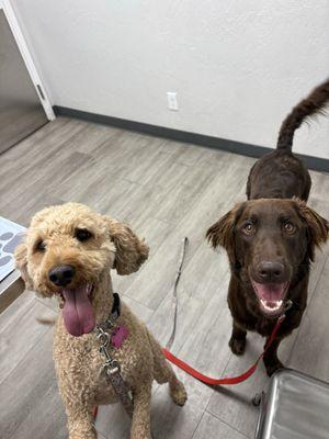 Desert Hills Animal Hospital