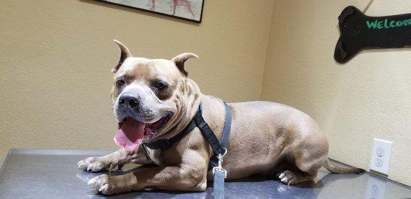 True Blue Veterinary Clinic