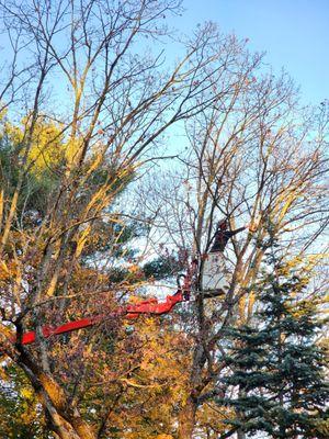 Ethical Tree Services