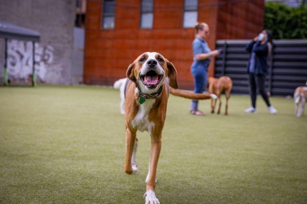 Woofs 'n Whiskers