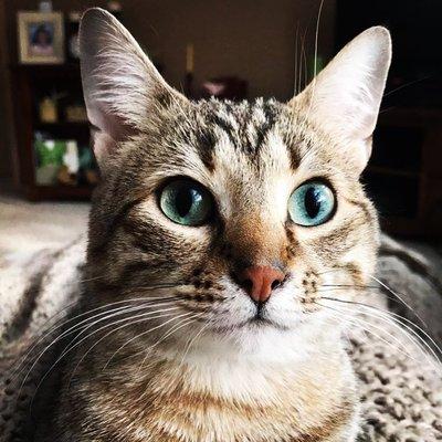 Waterloo Veterinary Care