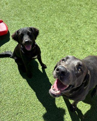 Central Bark West Columbia