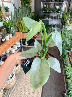Picked up this silver sword philodendron