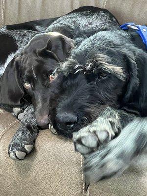 Best travel companions