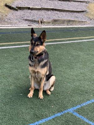 PetMedic Urgent Care Vet Clinic