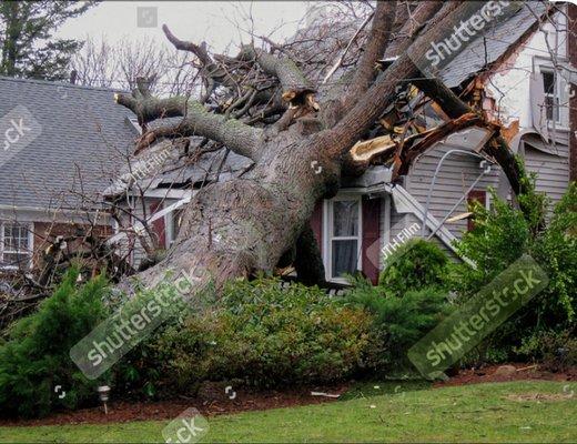 Concept Unlimited Tree Trimming