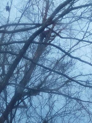 Trim A Limb Tree Service