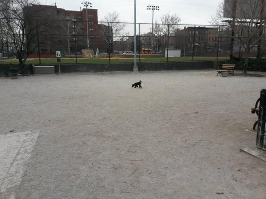 DiMattina Dog Park