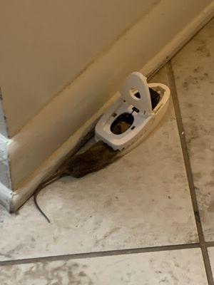 Quay Condominium Management