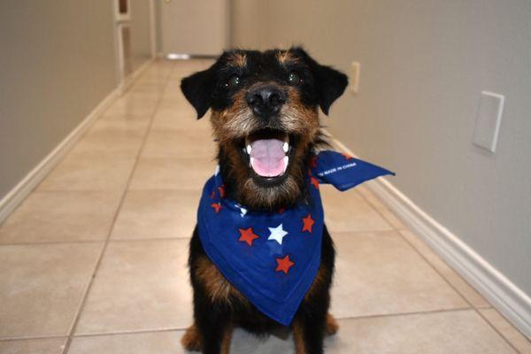 Ruffin' It Pet Resort