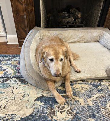 K9 styles by Rhianna