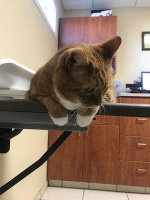 Amesbury Animal Hospital