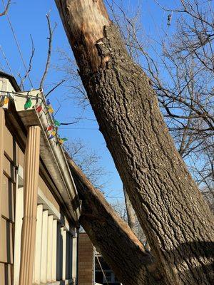 Paul Bunyon and Sons Tree Services