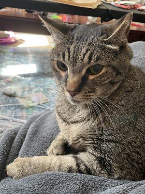 Young-Williams Animal Center