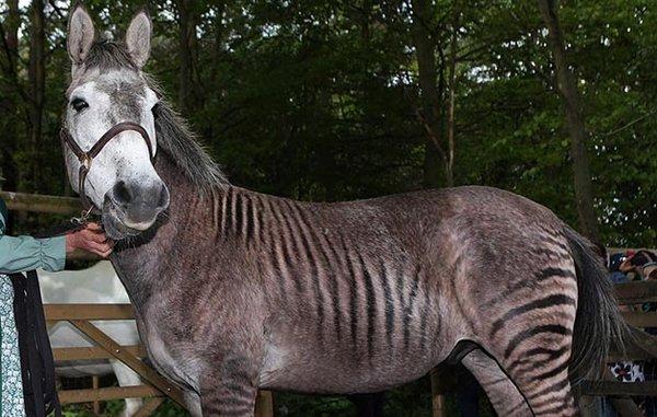 Lolli Brothers Livestock Market