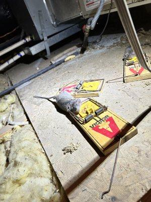 Bite Em Back Pest Control