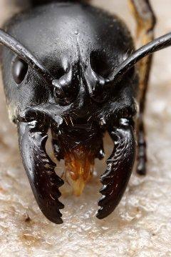 Green Mountain Termite & Pest Control