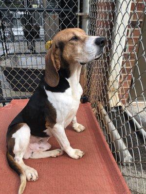 Davidson County Animal Shelter